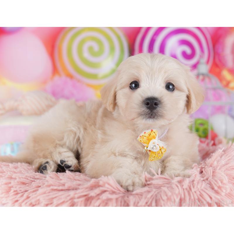 販売中の千葉県のマルプー:マルチーズ×トイプードル-427291