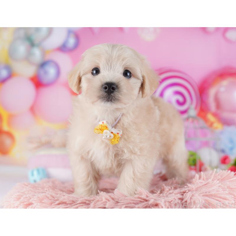 販売中の千葉県のマルプー:マルチーズ×トイプードル-427291の5枚目