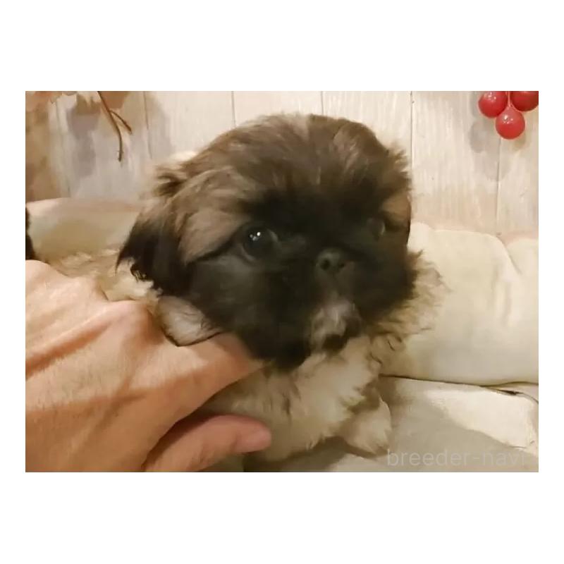 販売中の愛知県のペキニーズ-427120の6枚目