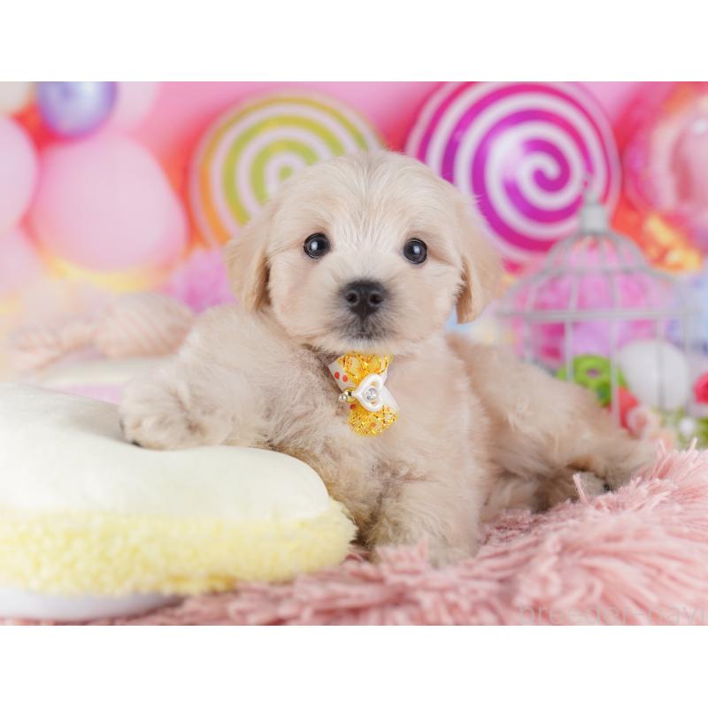 販売中の千葉県のマルプー:マルチーズ×トイプードル-427291の4枚目