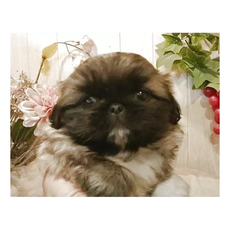 販売中の愛知県のペキニーズ-427120の5枚目