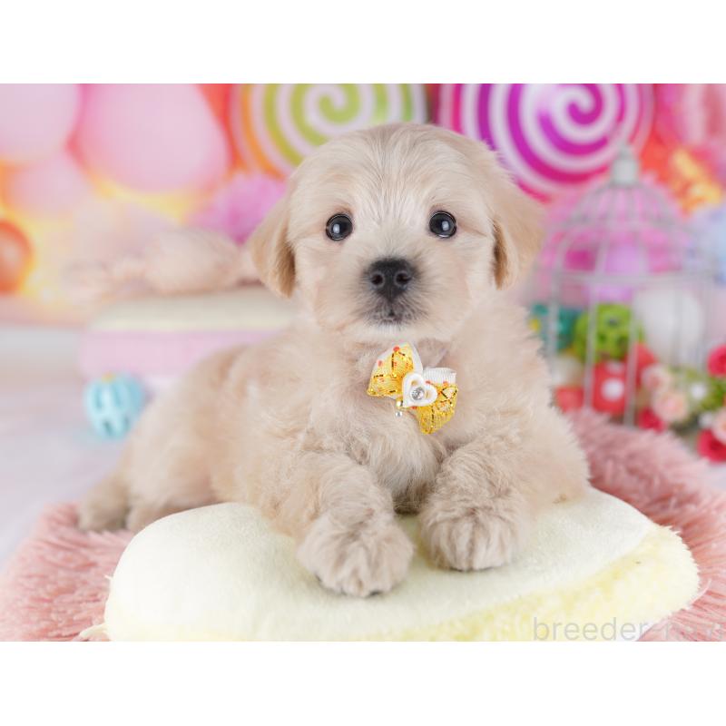 販売中の千葉県のマルプー:マルチーズ×トイプードル-427291の3枚目