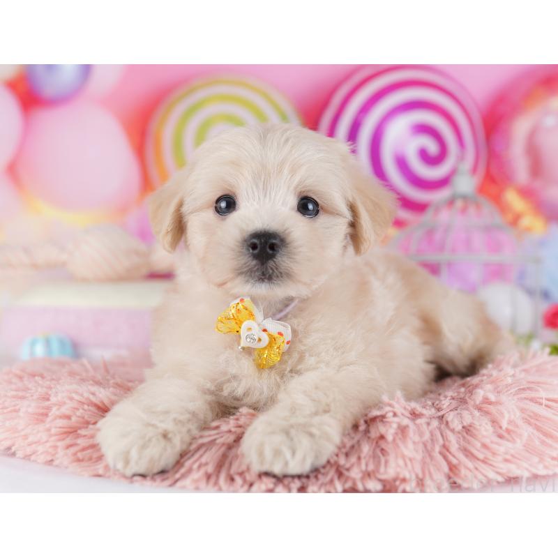 販売中の千葉県のマルプー:マルチーズ×トイプードル-427291の2枚目