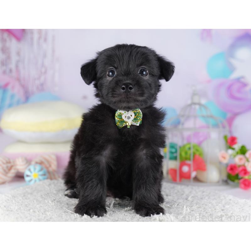 販売中の千葉県のチワプー:チワワ×トイプードル-427290の9枚目