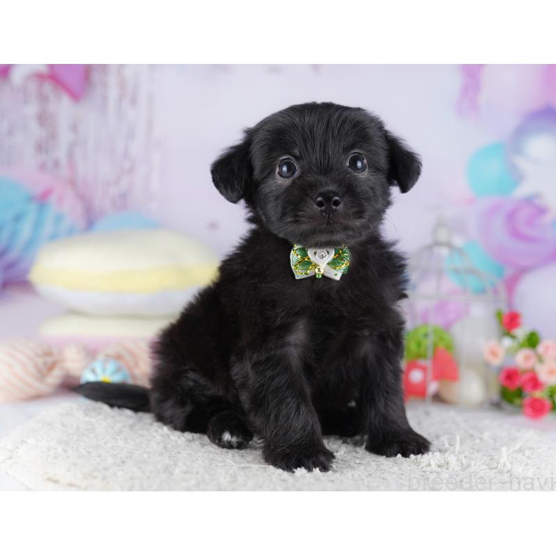 販売中の千葉県のチワプー:チワワ×トイプードル-427290の8枚目