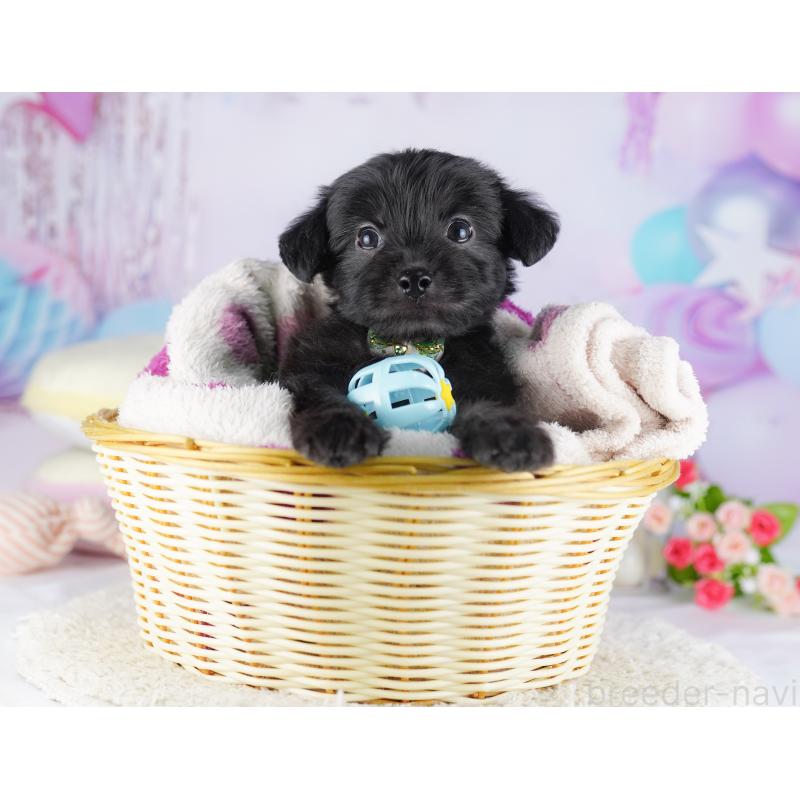 販売中の千葉県のチワプー:チワワ×トイプードル-427290の7枚目