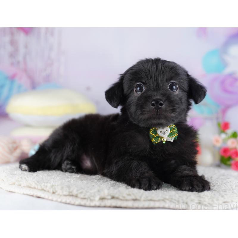 販売中の千葉県のチワプー:チワワ×トイプードル-427290の6枚目