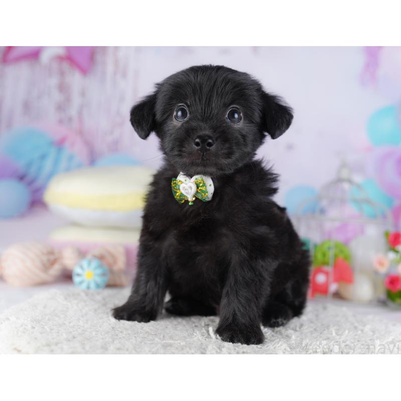 販売中の千葉県のチワプー:チワワ×トイプードル-427290の5枚目