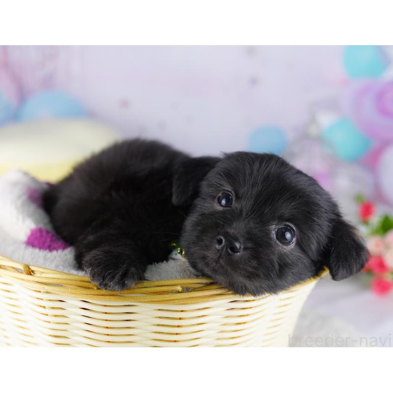 販売中の千葉県のチワプー:チワワ×トイプードル-427290の4枚目