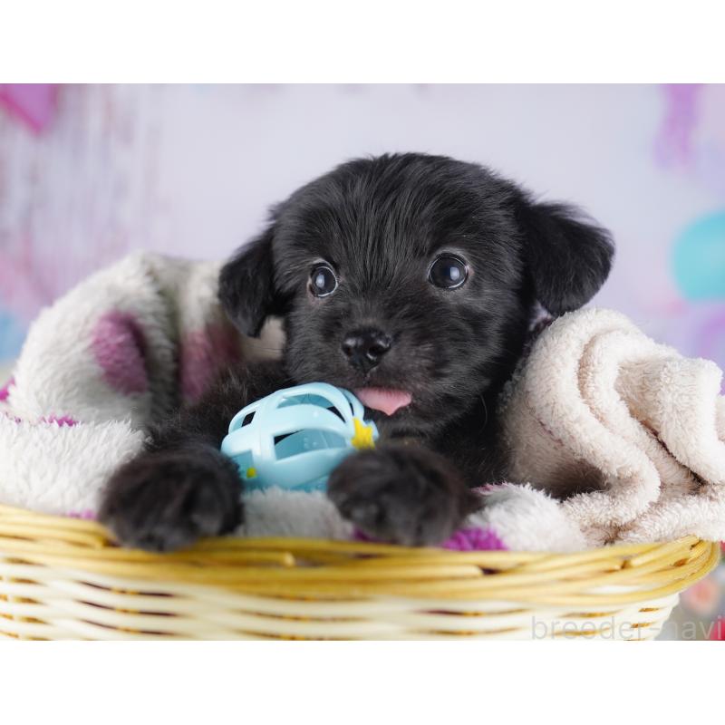 販売中の千葉県のチワプー:チワワ×トイプードル-427290の3枚目