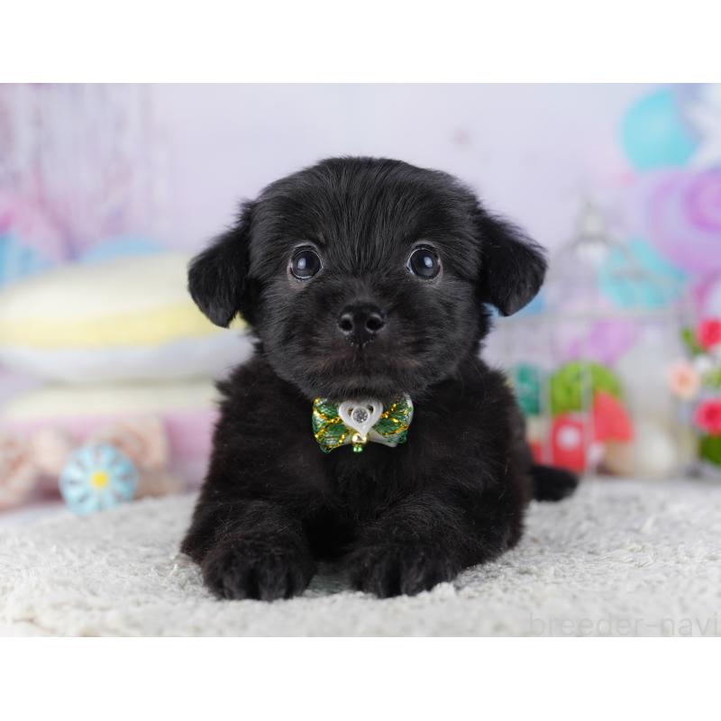 販売中の千葉県のチワプー:チワワ×トイプードル-427290の2枚目