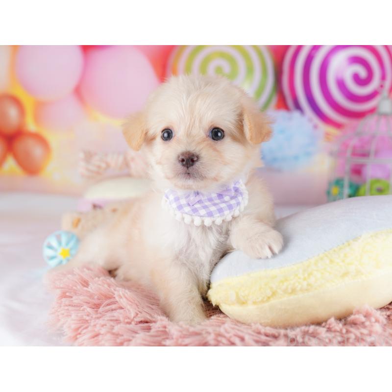 販売中の千葉県のチワプー:チワワ×トイプードル-427289の8枚目