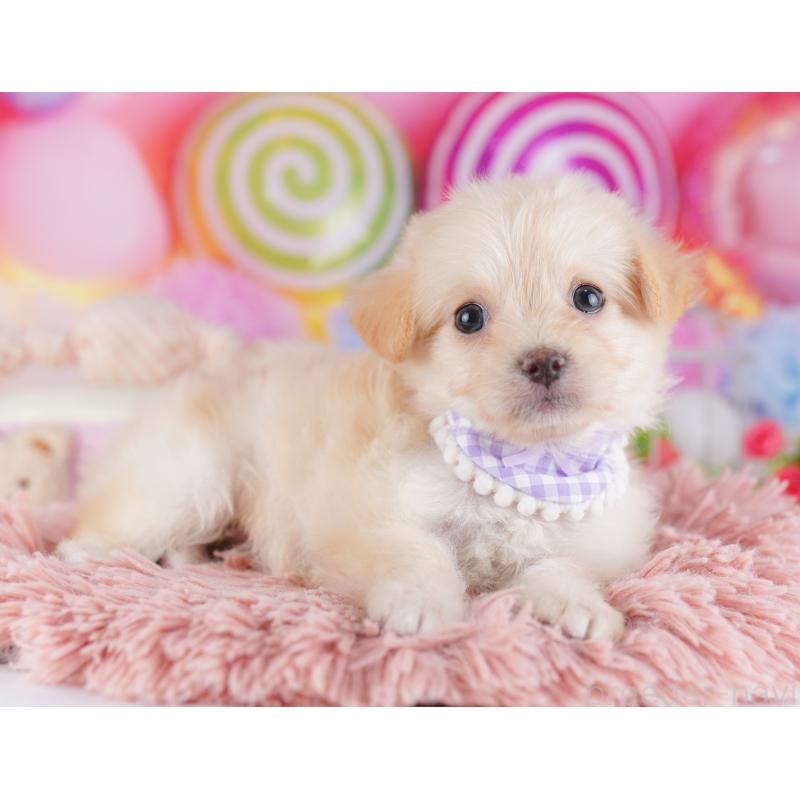 販売中の千葉県のチワプー:チワワ×トイプードル-427289