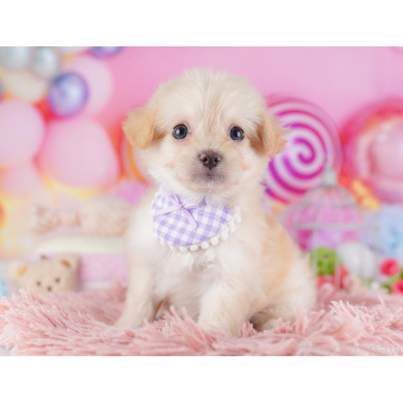 販売中の千葉県のチワプー:チワワ×トイプードル-427289の7枚目