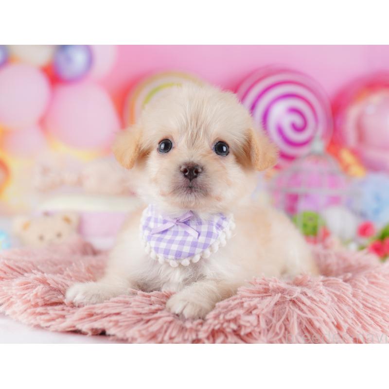 販売中の千葉県のチワプー:チワワ×トイプードル-427289の6枚目