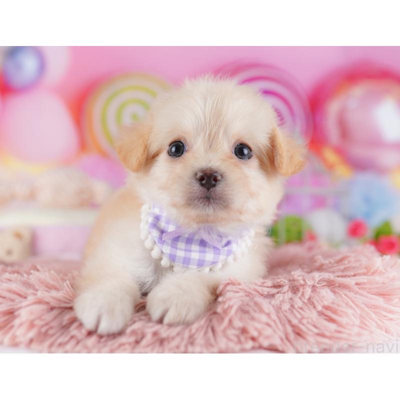 販売中の千葉県のチワプー:チワワ×トイプードル-427289の5枚目