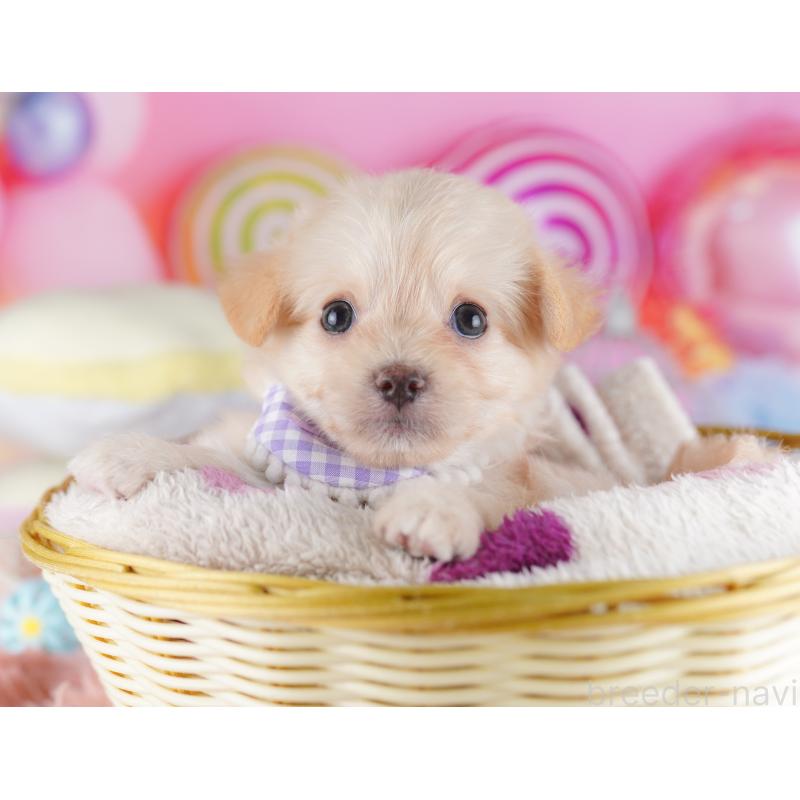 販売中の千葉県のチワプー:チワワ×トイプードル-427289の3枚目