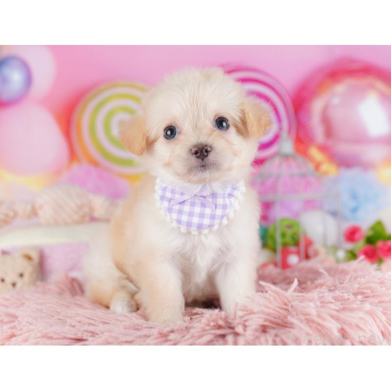 販売中の千葉県のチワプー:チワワ×トイプードル-427289の2枚目