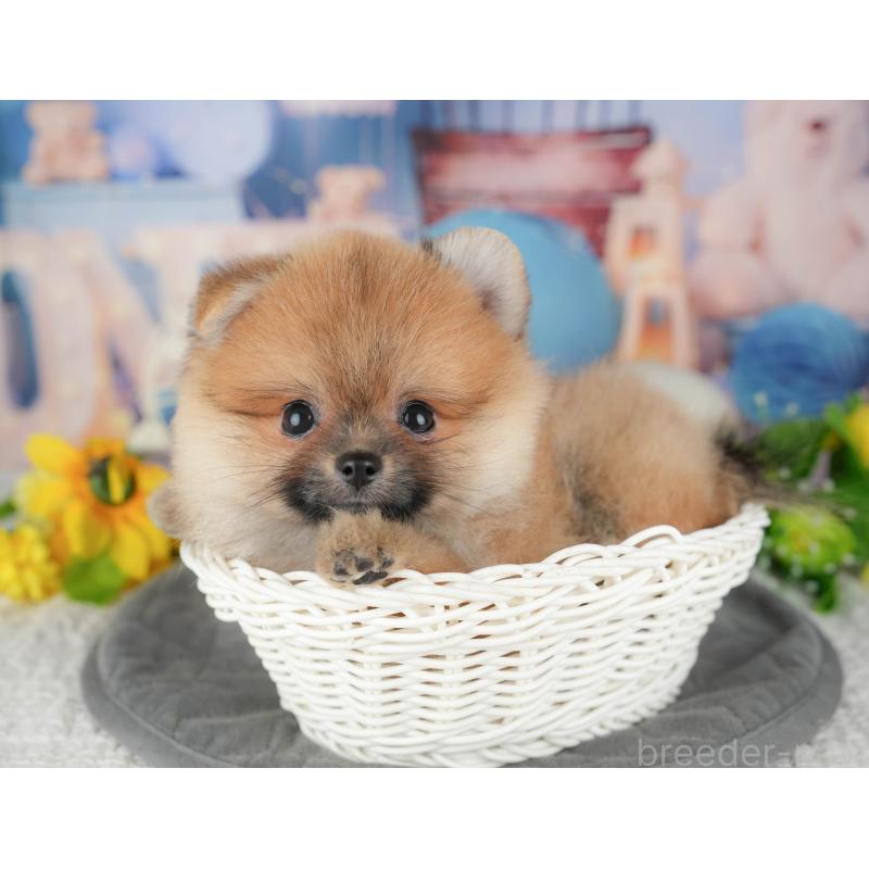 販売中の千葉県のポメラニアン-427400の11枚目