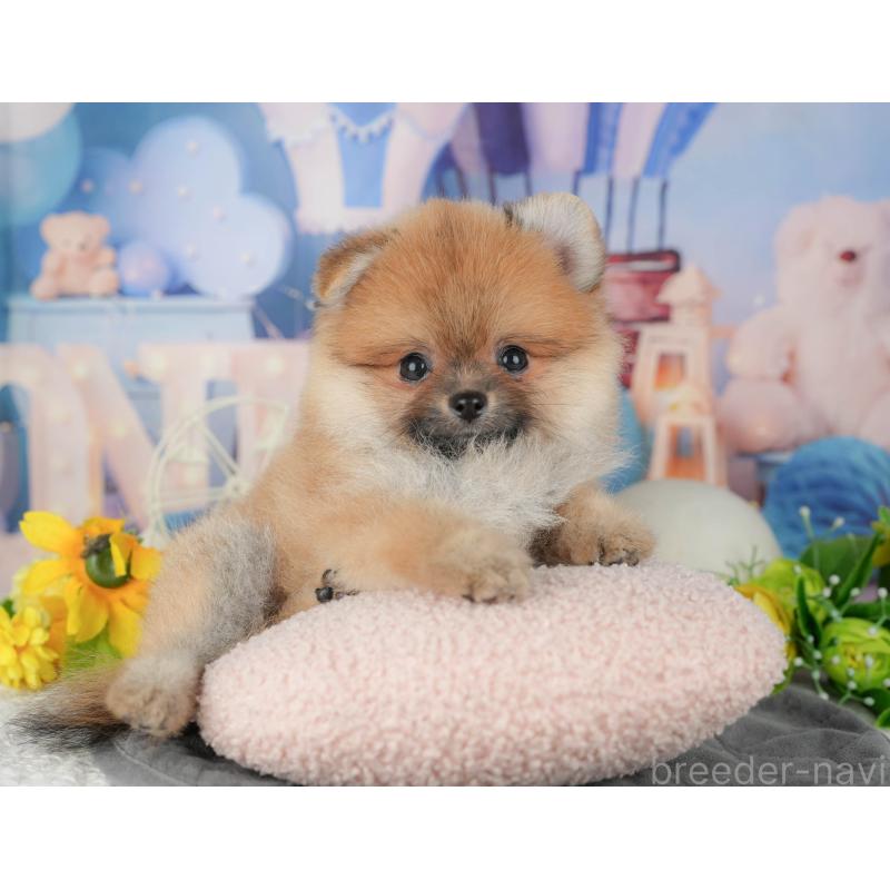 販売中の千葉県のポメラニアン-427400の10枚目