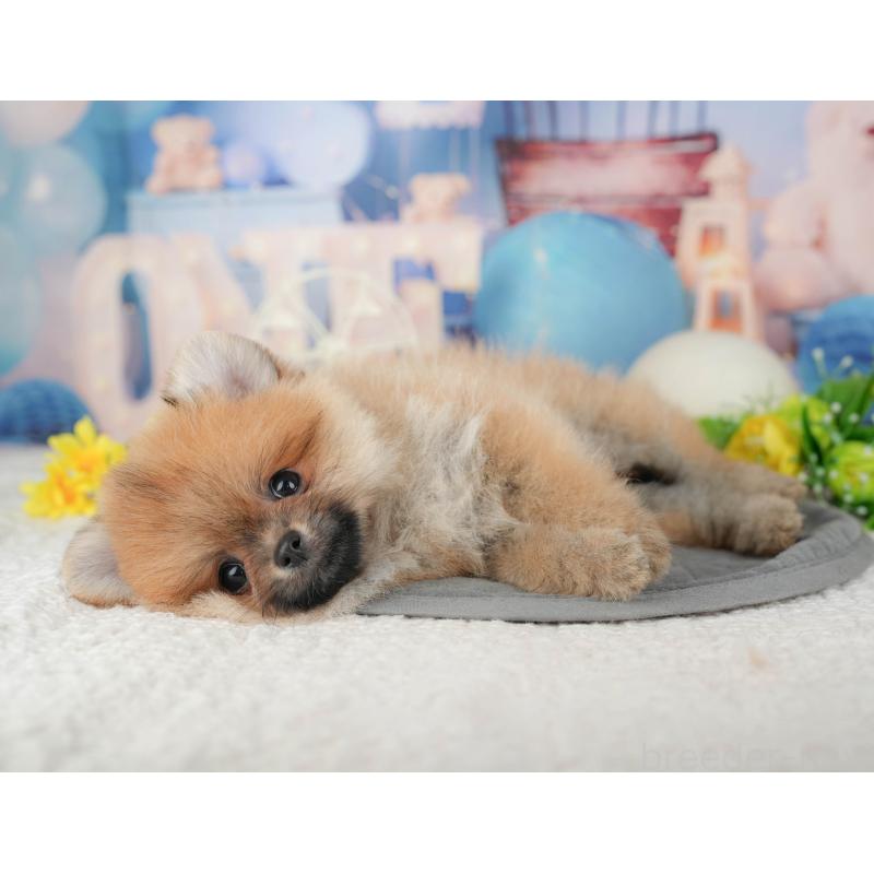 販売中の千葉県のポメラニアン-427400の9枚目