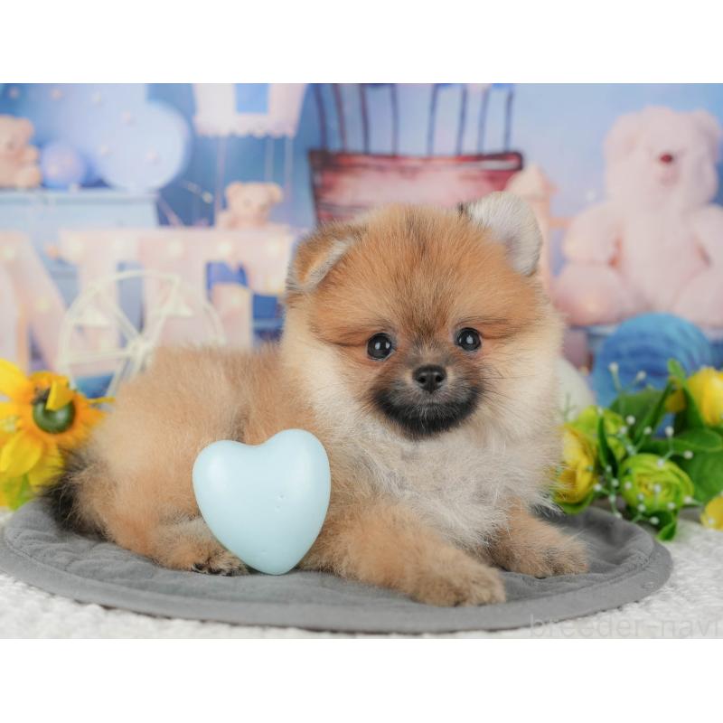 販売中の千葉県のポメラニアン-427400の8枚目