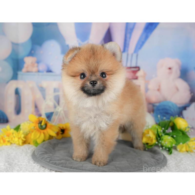 販売中の千葉県のポメラニアン-427400の7枚目