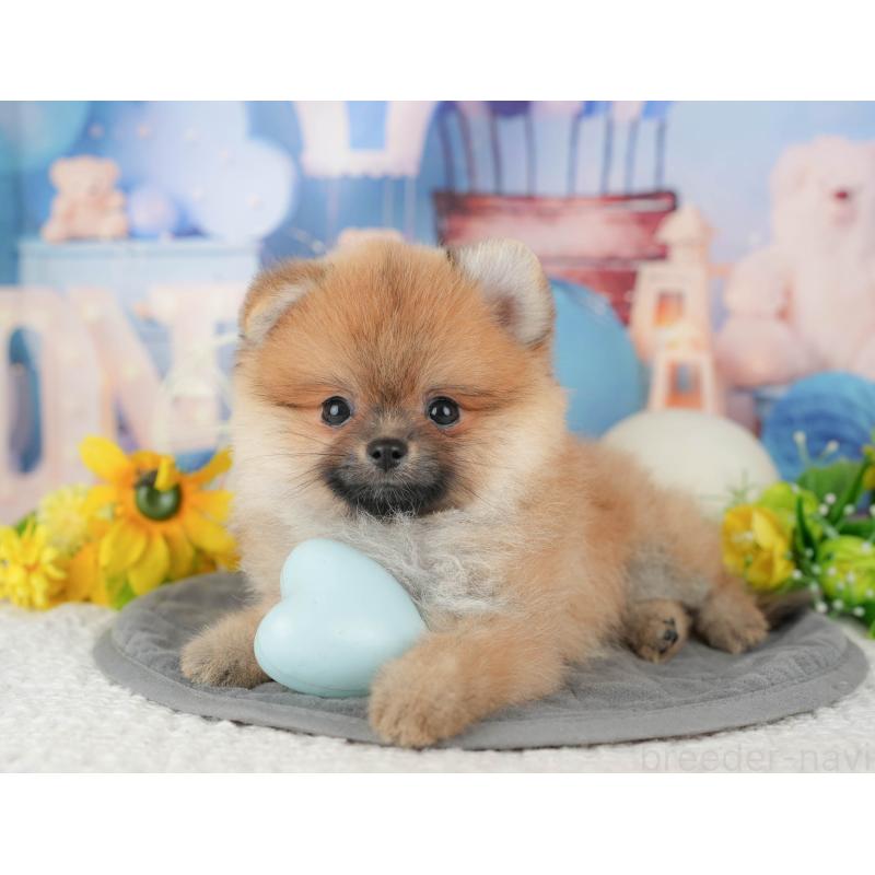 販売中の千葉県のポメラニアン-427400の6枚目