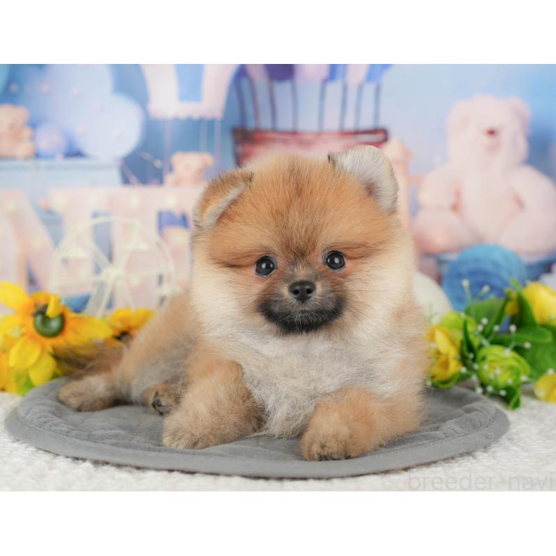 販売中の千葉県のポメラニアン-427400の5枚目