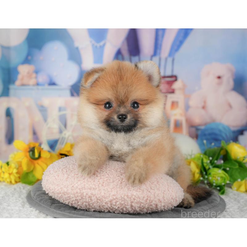 販売中の千葉県のポメラニアン-427400の4枚目