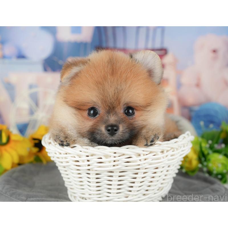 販売中の千葉県のポメラニアン-427400の3枚目