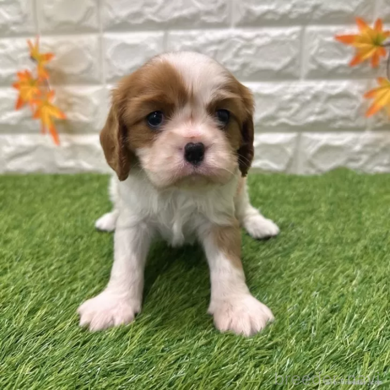 販売中の愛知県のキャバリアキングチャールズスパニエル-427121