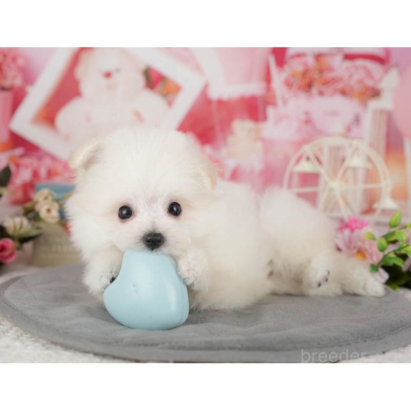 販売中の千葉県のミックス犬-427452の10枚目