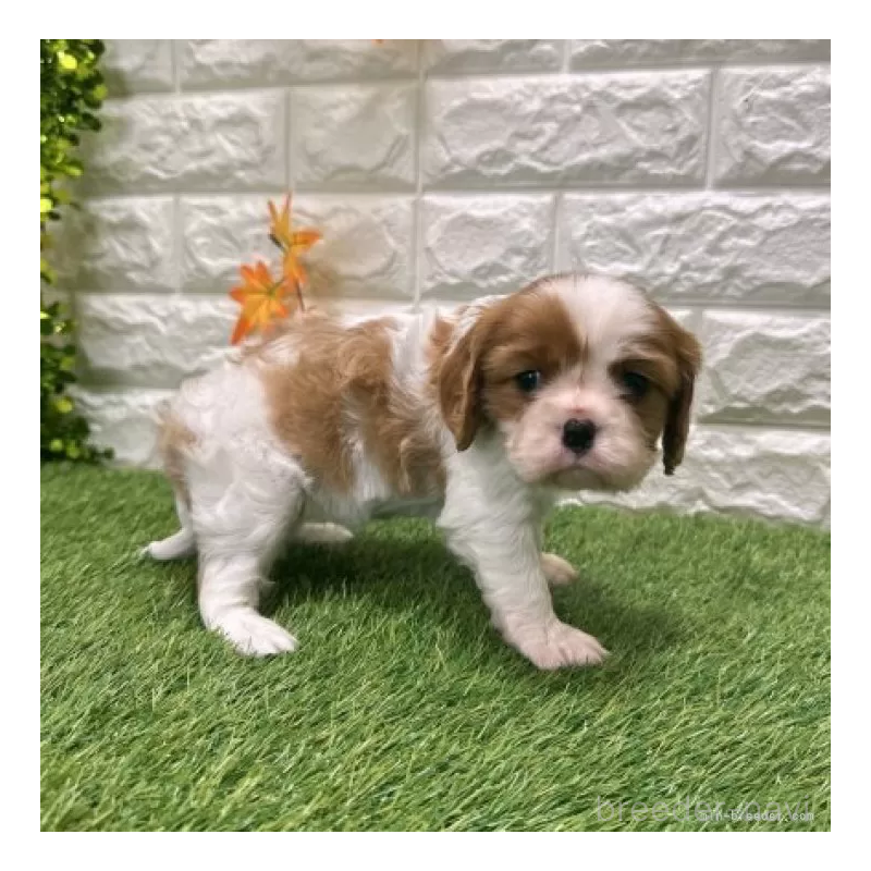 販売中の愛知県のキャバリアキングチャールズスパニエル-427121の5枚目