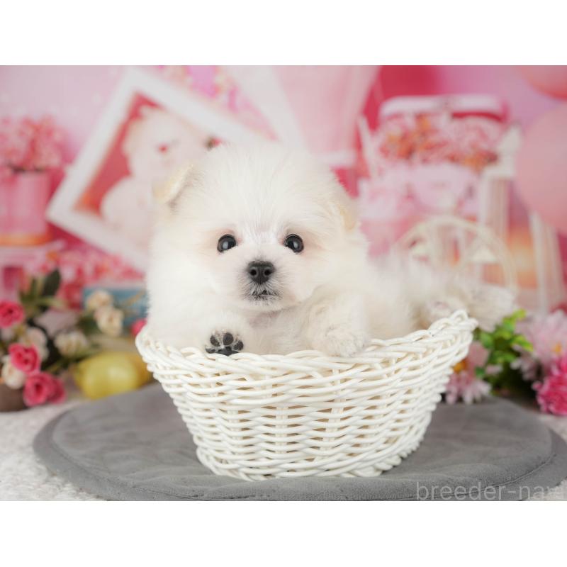 販売中の千葉県のミックス犬-427452の9枚目