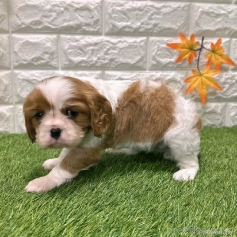 販売中の愛知県のキャバリアキングチャールズスパニエル-427121の4枚目