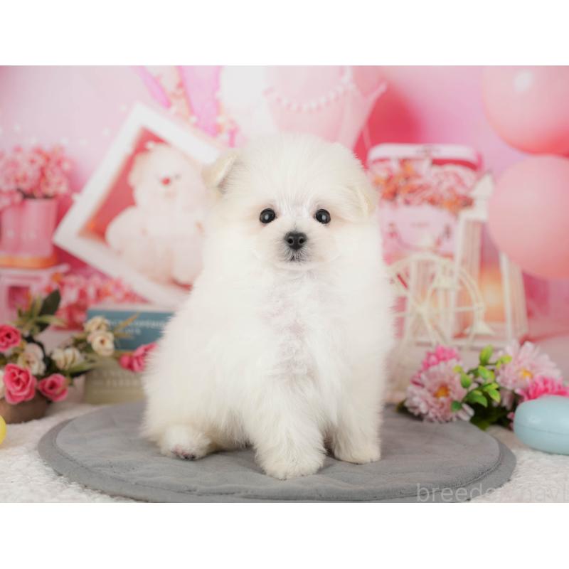 販売中の千葉県のミックス犬-427452の8枚目