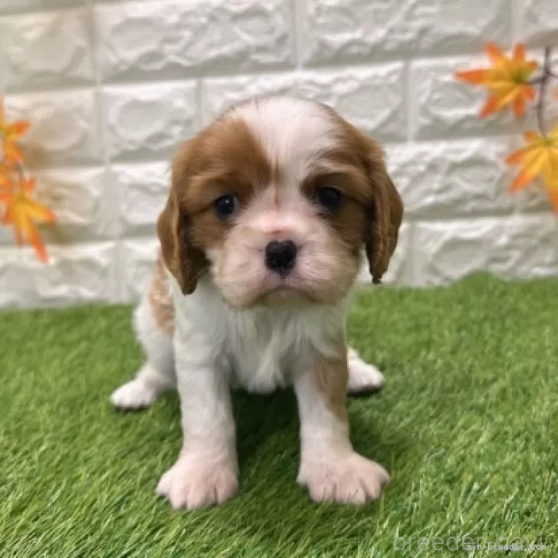 販売中の愛知県のキャバリアキングチャールズスパニエル-427121の3枚目