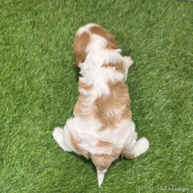 販売中の愛知県のキャバリアキングチャールズスパニエル-427121の2枚目