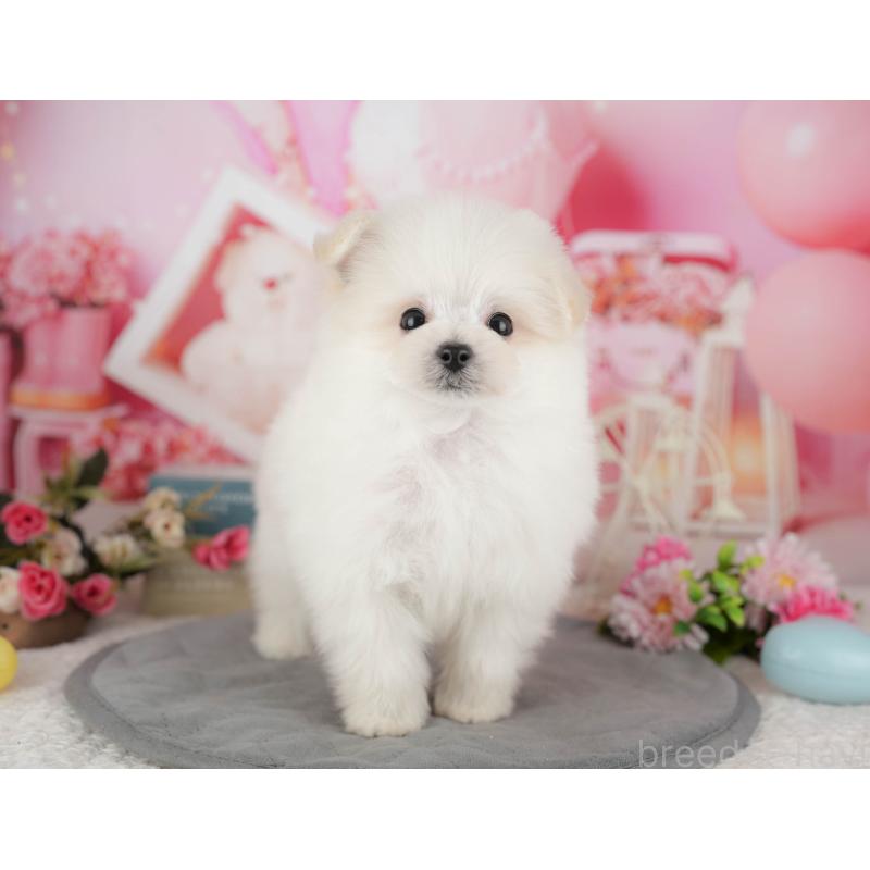 販売中の千葉県のミックス犬-427452の7枚目