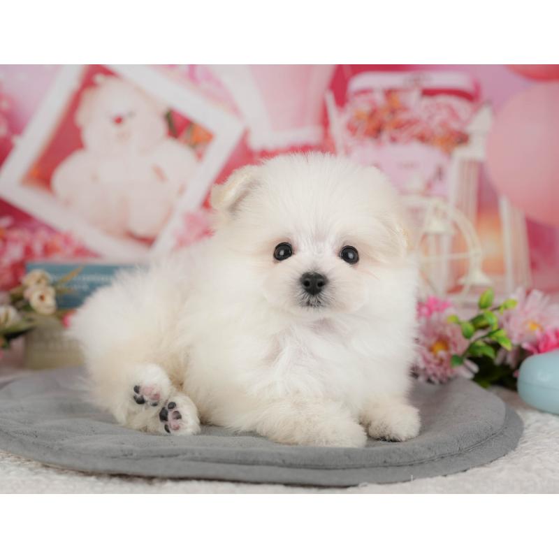 販売中の千葉県のミックス犬-427452の6枚目