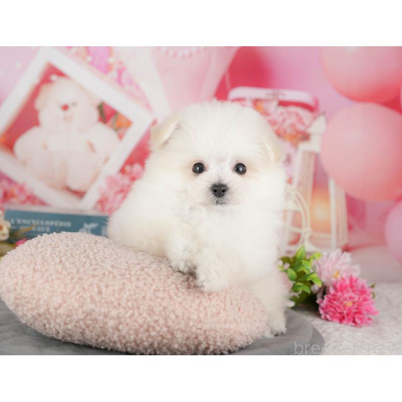 販売中の千葉県のミックス犬-427452の5枚目