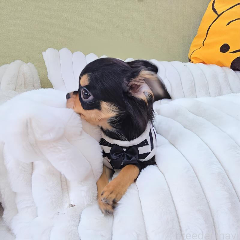 販売中の東京都のチワワ(ロングコート)-423308の7枚目