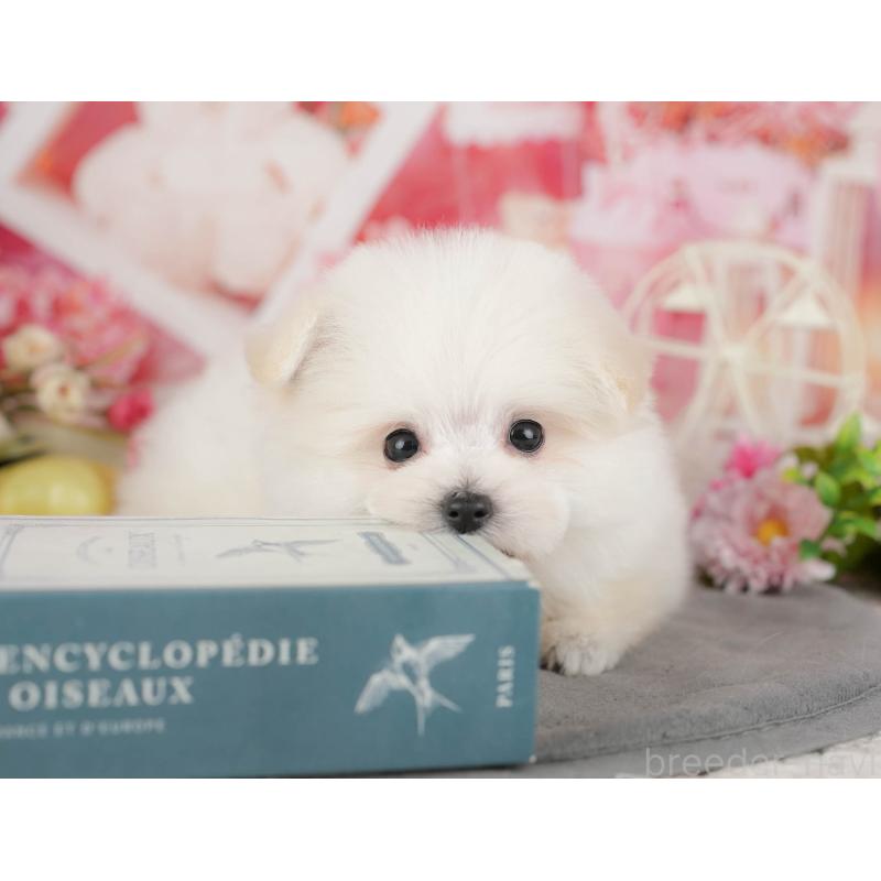 販売中の千葉県のミックス犬-427452の4枚目