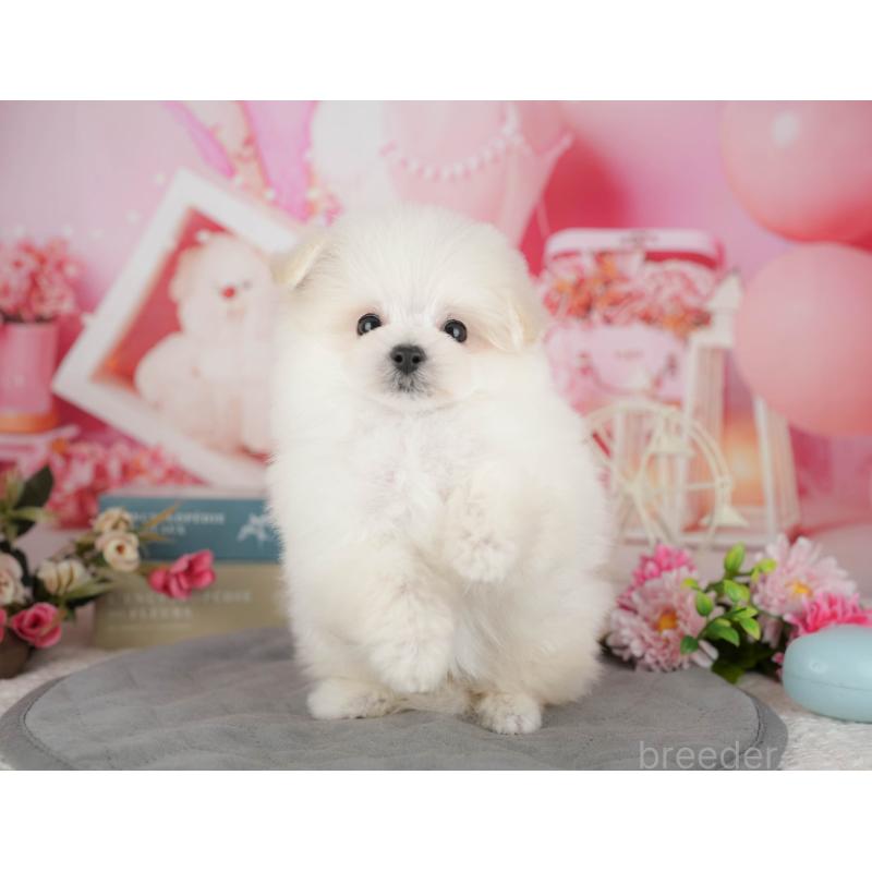 販売中の千葉県のミックス犬-427452の3枚目