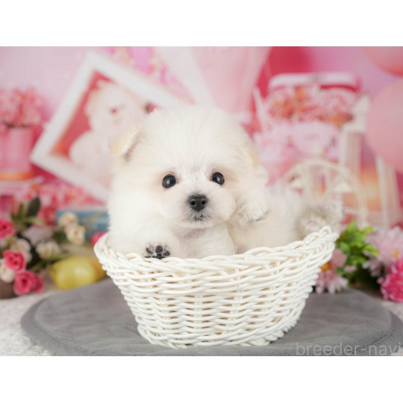 販売中の千葉県のミックス犬-427452の2枚目