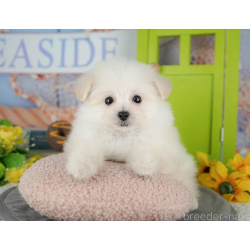 販売中の千葉県のミックス犬-427442の11枚目