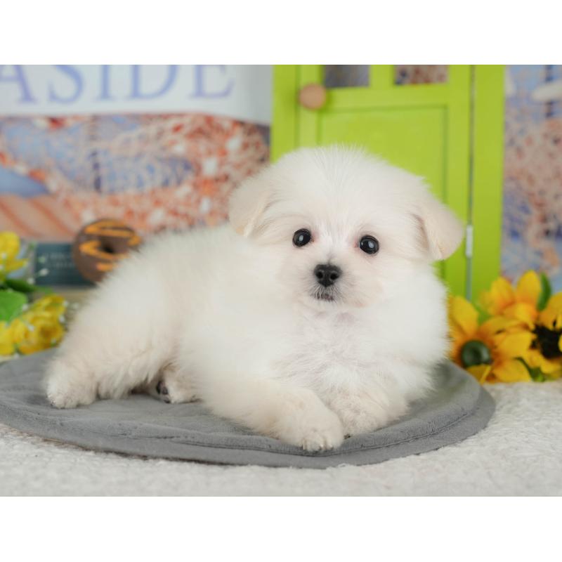 販売中の千葉県のミックス犬-427442の10枚目