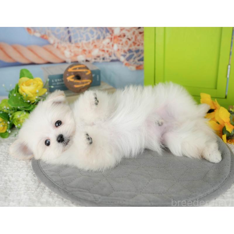 販売中の千葉県のミックス犬-427442の9枚目