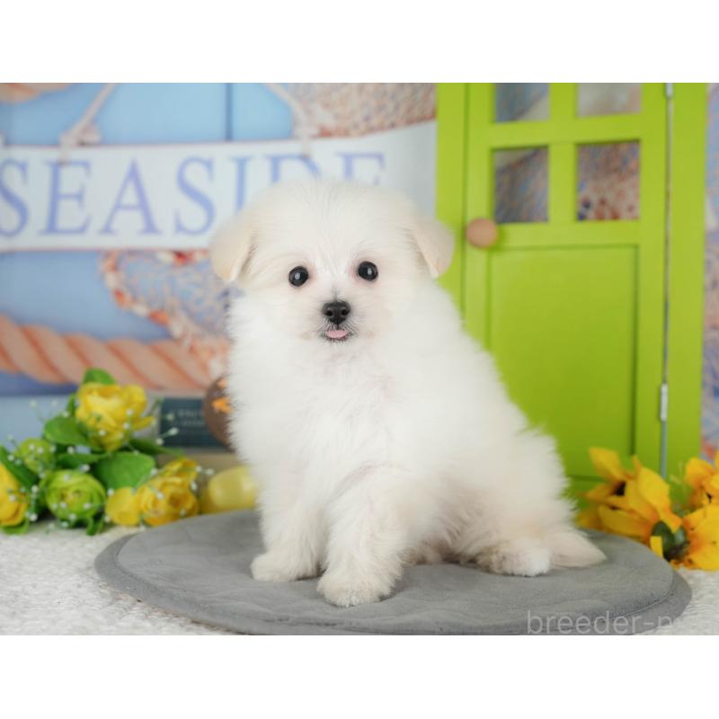 販売中の千葉県のミックス犬-427442の8枚目